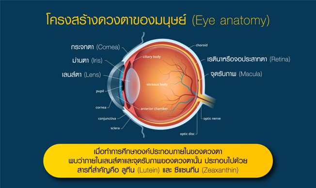 ทำความเข้าใจโครงสร้างดวงตาของมนุษย์ - Lutina